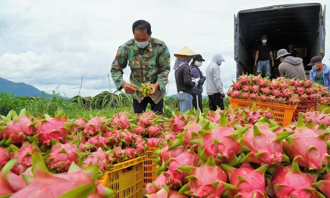 Chỉ dẫn địa lý thanh long Bình Thuận có ý nghĩa mở ra nhiều cơ hội mới cho việc xuất khẩu, tiêu thụ thanh long Bình Thuận ở nhiều thị trường khác nhau. (Nguồn ảnh: vnexpress.net)